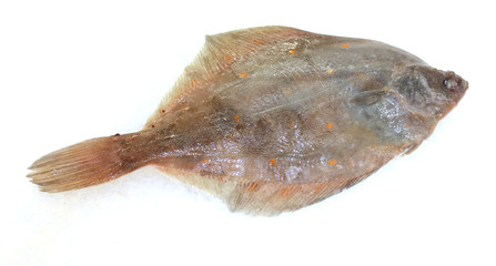sole