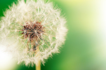 Beautiful dandelion with seeds, close-up