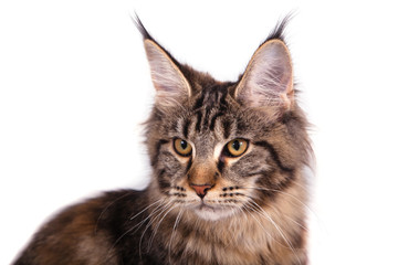 Maine Coon cat sitting in front of white background