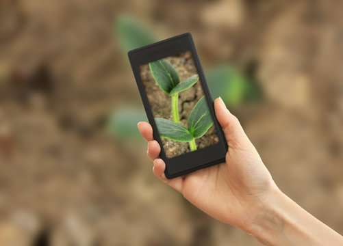 Using mobile phone to take photos of green seedling in soil