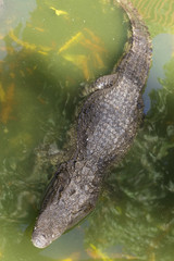 Crocodile breeding farm in Siem Reap, Cambodia