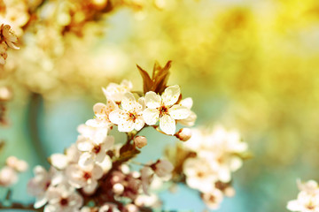 Cherry blossoms over blurred nature background, close up