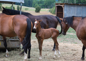 Obraz premium Poulain et chevaux