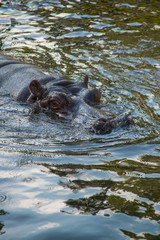 Fototapeta premium The head of a hippopotamus