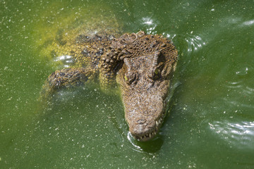Crocodile head with closed jaws closeup