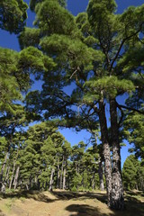 Bosque de pinos canarios en la isla de El Hierro. Tenerife, Canarias 