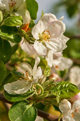 Blossom of apple tree flowers in a spring time