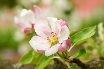 Blossom of apple tree flowers in a spring time