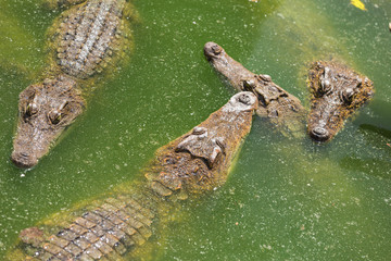 Crocodile breeding farm in Siem Reap, Cambodia