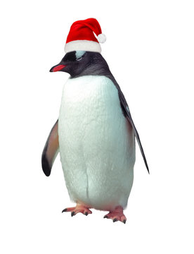 Isolated gentoo penguin with Santa hat