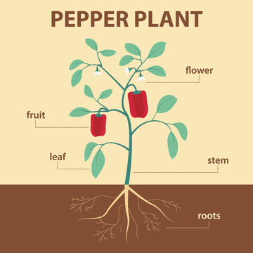 illustration showing parts of pepper whole plant - agricultural scheme with labels for education of biology -  flower, leaf, stem, roots, fruit