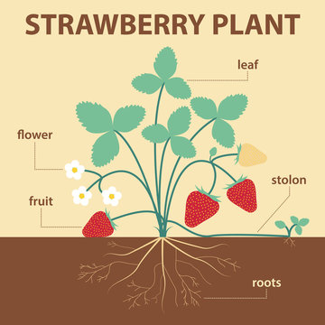 illustration parts of strawberry whole plant strawberries with labels for education of biology - flower, leaf, stolon, roots, fruit
