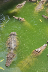Crocodile breeding farm in Siem Reap, Cambodia