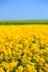 Obraz premium Beautiful rape in the field