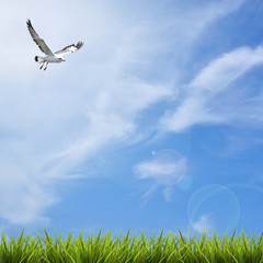 Obraz na płótnie Canvas Grass grass under blue sky, clouds and bird