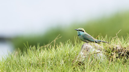 Green bee-eater in Pottuvil, Sri Lanka
