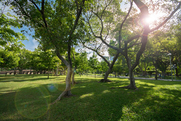 Trees with fresh green leaves in park with lens flare of sunligh