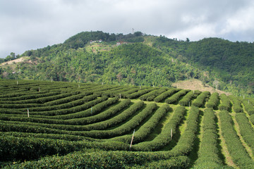 Tea farm on hill in rain clouds background