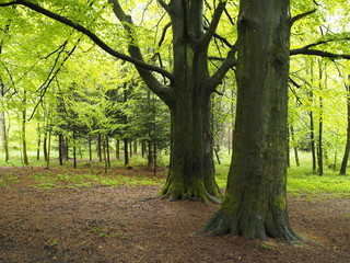 Stattliche Buchenbäume als Schattenspender
