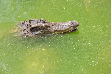 Crocodile head with closed jaws closeup