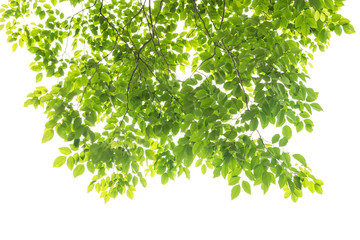 green leaf isolated on white background