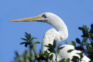 Great egret or common egret, a very common bird throughout Brazi