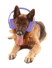 Cute dog with headphones isolated on white