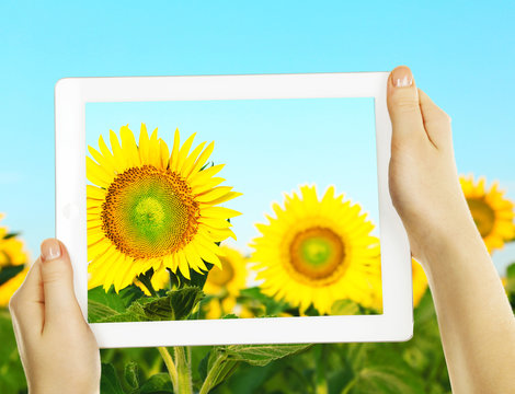 Using tablet to take photos of beautiful sunflowers in field