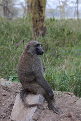 Obraz premium Lone monkey