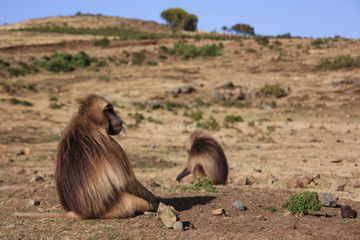 Monkeys in Semien Mountains