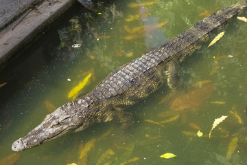Crocodile breeding farm in Siem Reap, Cambodia