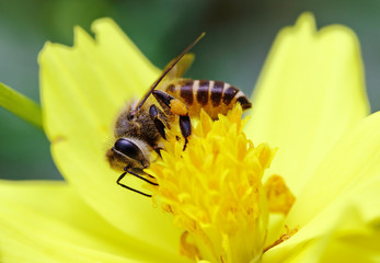 bee on flower