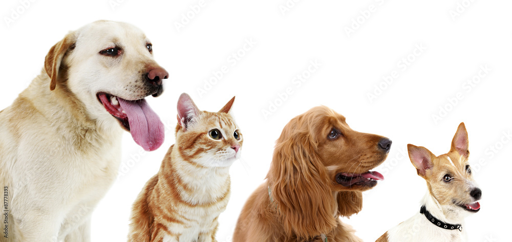 Wall mural cute pets in row isolated on white