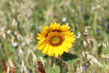 Sunflower