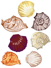  multi-colored seashells