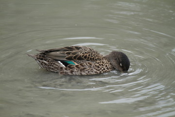 canard en tarin de manger