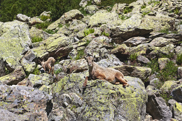 circuit trécolpas National Park of Mercantour, department the Maritime Alps, France