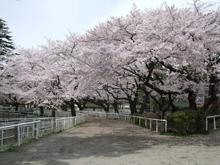Naklejka premium 桜が咲く春の馬事公苑（放牧場付近）