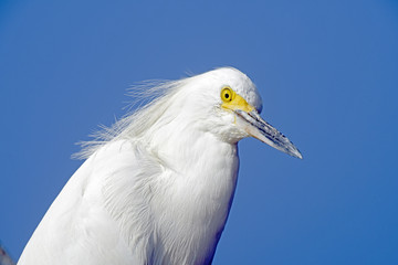 Snowy egret or Egretta thula