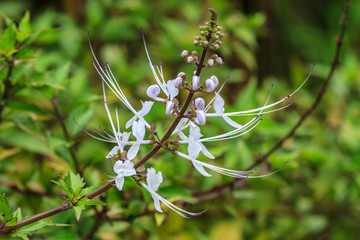 Cat's whiskers flowers
