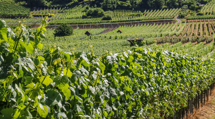 Weinbergpanorama