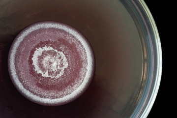 macro of red fungi on petri dish isolated on black