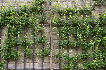 Apple on the wall © leomalsam