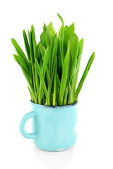 Wild leek in mug isolated on white