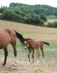 Obraz premium Poulain et sa mère 