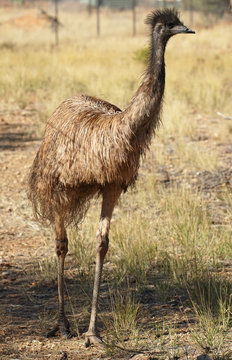 Emu, Australien