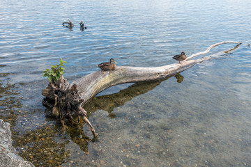 Two Ducks On A Dead Tree