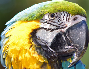 Blue and Yellow Macaw face close up