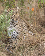 Leopard