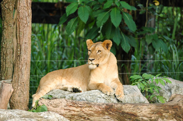 Female Lion
